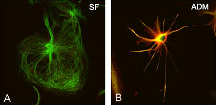 Human Astrocytes